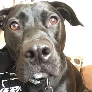 Meet your Posher, Amy